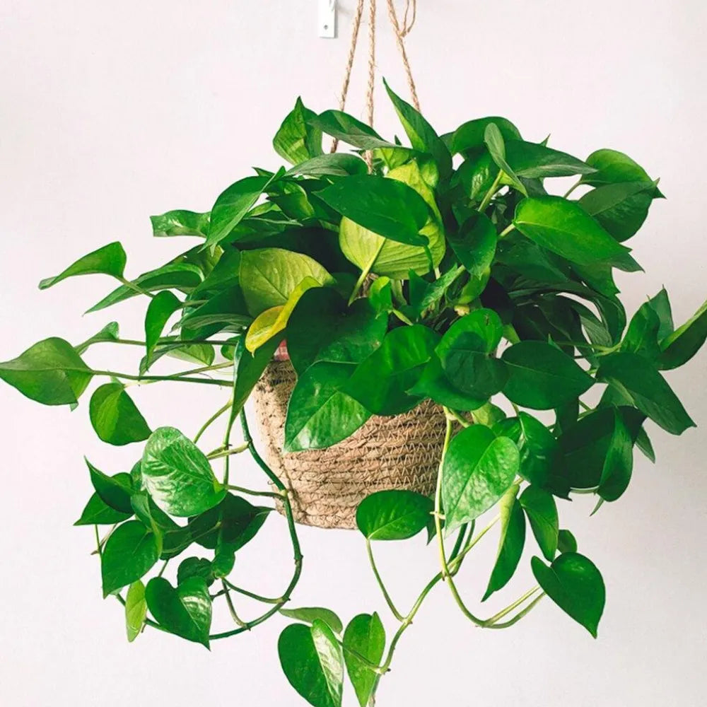 Cesta-suspensa-de-juta-vaso-armazenamento-multiuso-Loja-do-Jardinista