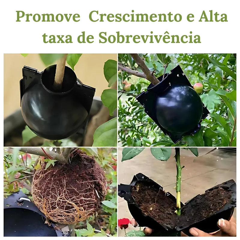 Kit-de-Enraizamento-para-Alporquia-Propagacao-de-Plantas-Rapida-e-Facil-Loja-do-Jardinista