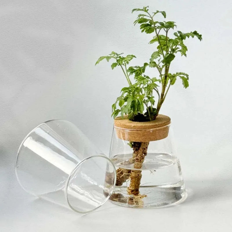 Vaso-de-Vidro-Vulcanico-com-Tampa-de-Madeira-Decoracao-Criativa-e-Natural-para-Plantas-Hidroponicas-Loja-do-Jardinista